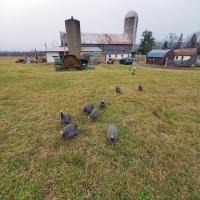 Far Flung Flock