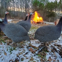 Fireside