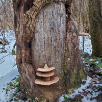 The Secret Door