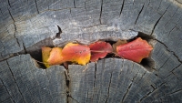 Seasonal Stump