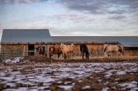 Horses