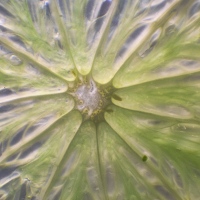 Lime Slice