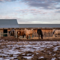 Horses