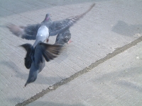 Bit Of A Flap