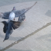 Bit Of A Flap