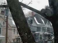 Tree House