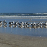 The Gulls