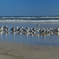 The Gulls