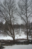 Misty Afternoon