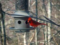 At the Feeder