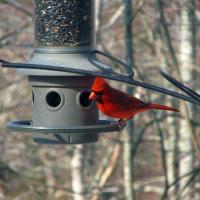 At the Feeder