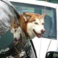 Good Cerberus