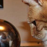 Cat with Globe