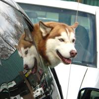 Good Cerberus