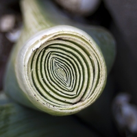 Leek