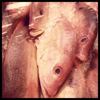 Fish Food