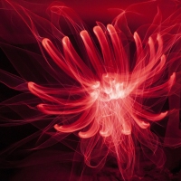 Mind Flower