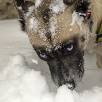 Digging for Treats