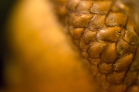 One of Fays Acorns