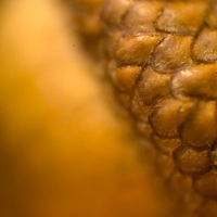 One of Fays Acorns