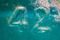 42