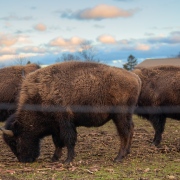 Riverhead Bison