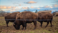 Riverhead Bison