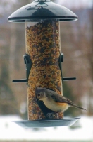 Watch the Birdy