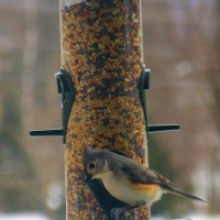 Watch the Birdy