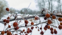 Berry Cracked Ice