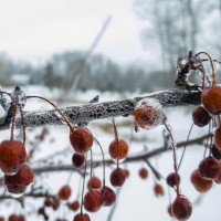 Berry Cracked Ice