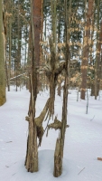 Tree Spirit