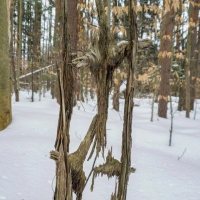 Tree Spirit