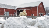 Get Off My Snow!