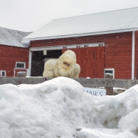 Get Off My Snow!