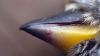 Beak Die Bird