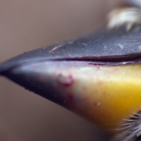 Beak Die Bird