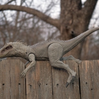 Garden Skink