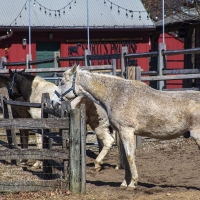 Old Horse Home