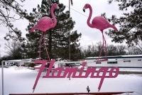 February Flamingos