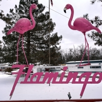 February Flamingos