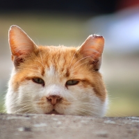 Front of the Snack Line