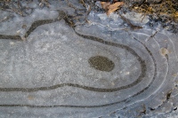 It Looks Like A Finger Print