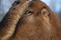 LaMancha
