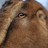 LaMancha