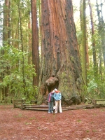 Our Pet Tree