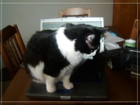 Laptops