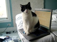 Cat & Mouse