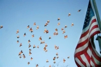 Fly By
