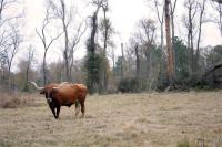 Texan Cow